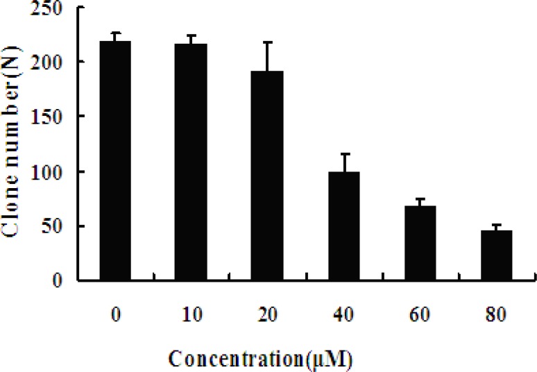 Effect of EN on MCF-7 cells colony formation. The MCF-7 cells were exposed to varied concentrations (0, 10, 20, 40, 60 and 80 μM, respectively) of EN for 48 h, and then incubated for 2 weeks totally. The cloning number was significantly decreased in treated cells compared with untreated cells. Data represent the mean ± SD of three independent experiments. ** stands for p < 0.01, and *** stands for p < 0.001, compared with the number of clones of untreated cells (0 μM).