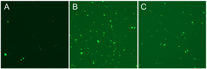 Annexin V staining of Caco2 cancer cells for 24 h with EC50 concentration of S. syriaca essential oil. (A) Control, (B) H2O2 treated and (C) S. syriaca treated cells