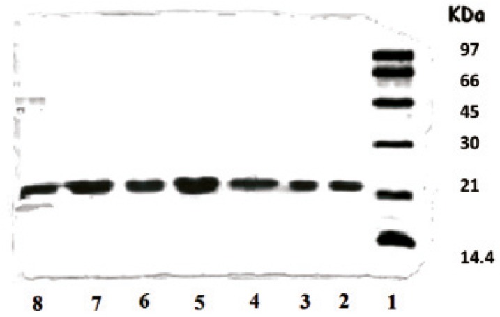 SDS-PAGE results of rhGH encapsulated in various microspheres. Lane 1: Standard protein markers, Lane 2: Standard rhGH, Lane 3: Standard rhGH complexed with zinc (1:100 molar ratio), Lanes 4-7: F, G, H and I microspheres, respectively, fabricated by method II, Lane 8: E microspheres fabricated by method I