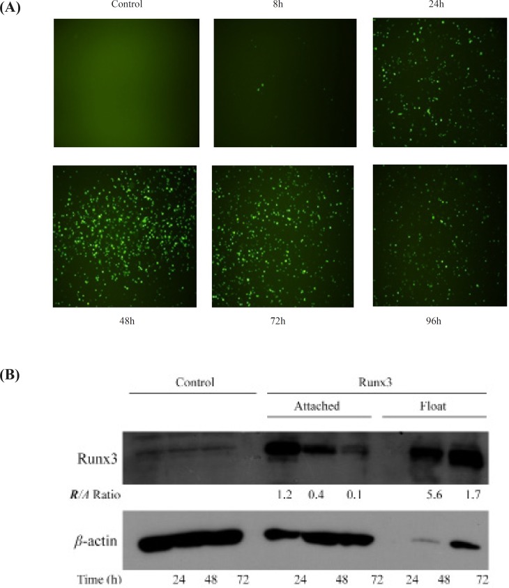 The expression of Runx3 in AGS cells AGS cells were transfected with Runx3/EGFP and compared with untransfected cells (Control). (A) The green fluorescent of EGFP expression was evaluated 8-96 h after transfection. (B) Runx3 protein expression was determined 24, 48 and 72 h after transfection by western blotting analysis in attached and floating cells. β-actin was used as internal control and expression ratios of Runx3 to β-actin (R/A) are shown