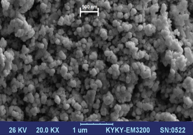 SEM of the synthesized mesoporous silica nanoparticles