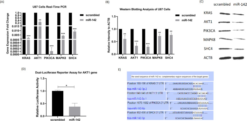 The miR-142 overexpression downregulates the expression of its predicted target genes. (A) At 72 h after transduction, changes in the mRNA expression level of 5 predicted target genes of miR-142 were investigated in U-87 cells by real-time PCR. KRAS, AKT1, PIK3CA, MAPK8, and SHC4 were all significantly downregulated. (B and C) The results of the western blotting analysis showed a significant decrease in the protein expression level of KRAS, AKT1, PIK3CA, MAPK8, and SHC4 at 72 h after transduction by miR-142 in comparison with the control. (D) The miR-142 directly targets AKT1 mRNA. Dual-luciferase reporter assay shows a significant decrease (0.38 ± 0.13) in light intensity resulting from luciferase enzyme activity cloned at upstream of AKT1 3’-UTR in psiCHECK2.0 vector. (E) Predicted binding sites of miR-142 on 3’-UTRs of KRAS, AKT1, PIK3CA, and SHC4 mRNAs from the TargetScan database. Data are shown as mean ± SD of biological repeats (*P < 0.05, **P < 0.01, ***P < 0.001). SD: standard deviation
