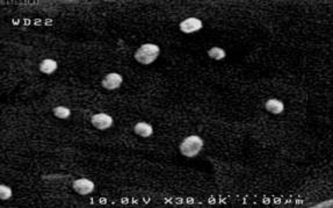 Scanning electron microscopy (SEM) micrograph of niosomes composed of Span 60 and cholesterol in 60: 40 molar ratio