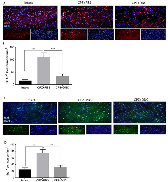 DNC treatment suppressed accumulation and activation of astrocytes and microglia in CC of CPZ treated mice. (A) Representative image of IHF of brain sections for GFAP, marker of reactive astrocytes. (B) Comparing the number of GFAP+ cells in intact group with CPZ + PBS group showed that CPZ treatment lead to significant increase in number of reactive astrocytes in CC; however, DNC treatment along with CPZ feeding, lead to significantly lower number of GFAP+ cells in CC. (C) Representative image of IHF of brain sections for Iba1, marker of microglia. (D) Comparing the number of Iba1+ cells between intact mice and CPZ + PBS group showed that CPZ intake lead to significant accumulation of microglia in CC; however, significant decrease in Iba1+ cells in DNC treated group showed suppressive effect of this compound on microglia activation by CPZ. N = 27 brain sections from 3 mice, per experiment group. Values are given as mean ± SEM as the results of ordinary one-way ANOVA followed by Tukey’s multiple comparison test