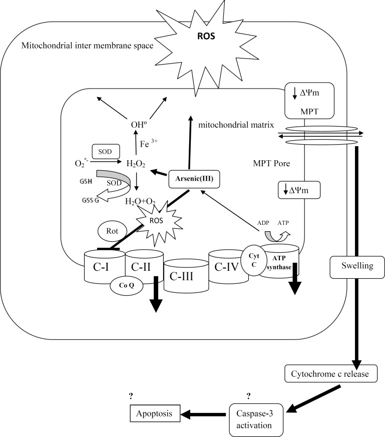 A schematic representation of the mechanisms of arsenic induced release of cytochrome c from mitochondria.