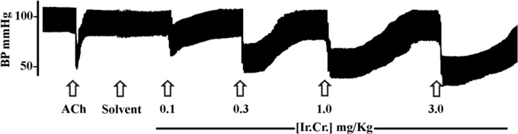 A typical tracing showing effects of acetylcholine (1 μg/Kg) and different doses of the aqueous-methanol extract of Ipomoea reniformis (Ir.Cr.) on blood pressure of an anesthetized rat. 5% DMSO in normal saline was used as solvent for Ir.Cr. Arrows indicate the time of administration of drugs