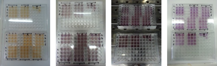 Cytotoxicity tests on Hela and Lymphocyte cells