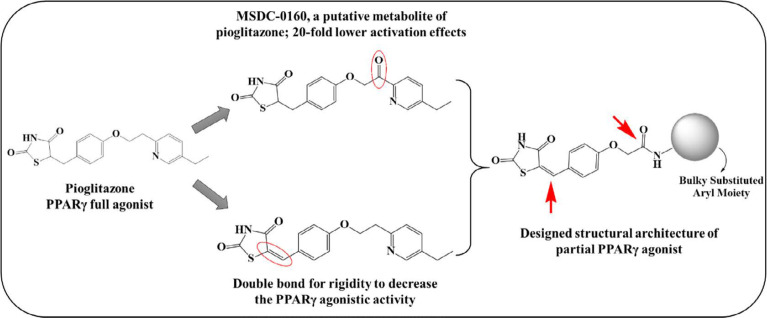Designing considerations of partial PPARγ agonists