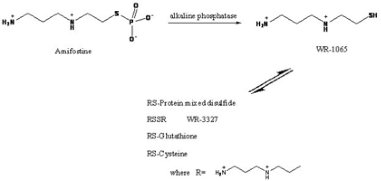 Structures and bioconversion pathway of amifostine and its metabolites