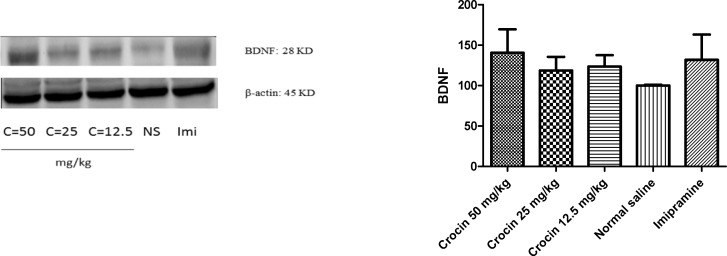 Effect of crocin on protein level of BDNF in the rat cerebellum tissue. (A) Representative western blots showing specific bands for BDNF and β-actin as an internal control. Equal amounts of protein sample (50µg) obtained from cerebellum homogenate were applied in each lane. These bands are representative of four separate experiments. (B) Densitometric data of protein analysis. Data are expressed as the mean ± SEM