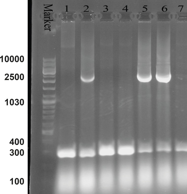 Agarose gel electrophoresis of the recombinant bacmid. Lane M is the molecular marker (GeneRuler™ DNA Ladder Mix). Lanes 1, 3, 4 and 7 show the 300 bp bands which confirm that the homologous recombination for bacmids has not occurred. Lanes 2, 5 and 6 illustrate the 2680 bp amplified bands, confirming the correct homologous recombination