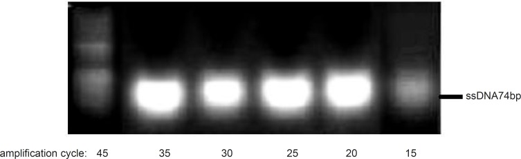 Analyses of asymmetric PCR products, obtained by the use of only reverse primer at different amplification cycles. Results obtained from 3% agarose gel electrophoresis (position of ssDNA74bp is marked).