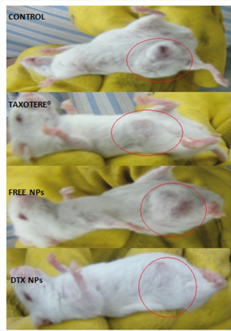 Tumor-suppressing effects five days after injection of samples. Mice in group 1 (control) received injection of saline solution. Group 2 received 10 mg/Kg Taxotere®. Group 3 were injected with NPs with no drug loading. Group 4 mice were injected with equivalent dose of 10 mg/Kg DTX-loaded NPs. Mice were treated with a single IV injection