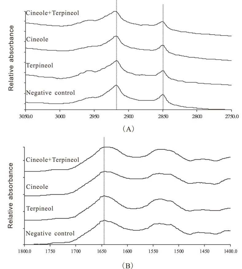 ATR-FTIR spectra of rat SC treated with 0.5% cineole + 0.5% terpineol, 1% cineole, 1% terpineol, and 40% ethanol, respectively. (A) ATR-FTIR spectra representing νa (CH2) and νs (CH2); (B) ATR-FTIR spectra representing ν (CO).