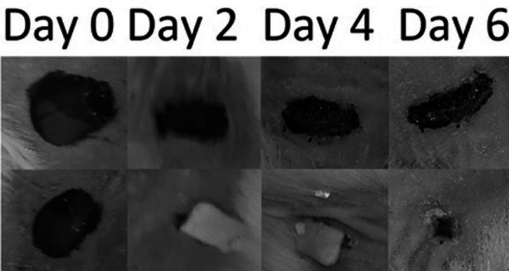 Size and appearance of DL wafer treated wounds during the experiment. Continues shrinkage of wafer in wound fluids is evident. By shrinkage of wafer in the wound exudates, released moxifloxacin from wafer inhibits the wound infection and promote wound healing