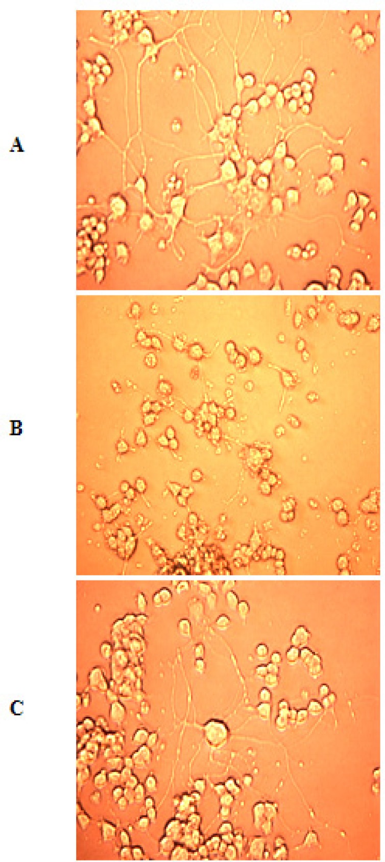 A = Normal differentiated PC12 cells showing normal morphology and neurite outgrowth. B = Ischemic cells showing neurite degeneration, disturbed cellular membrane and cell to cell contact. C = Protection of PC12 cells in the presence of F. arabica. (Images at 20X).