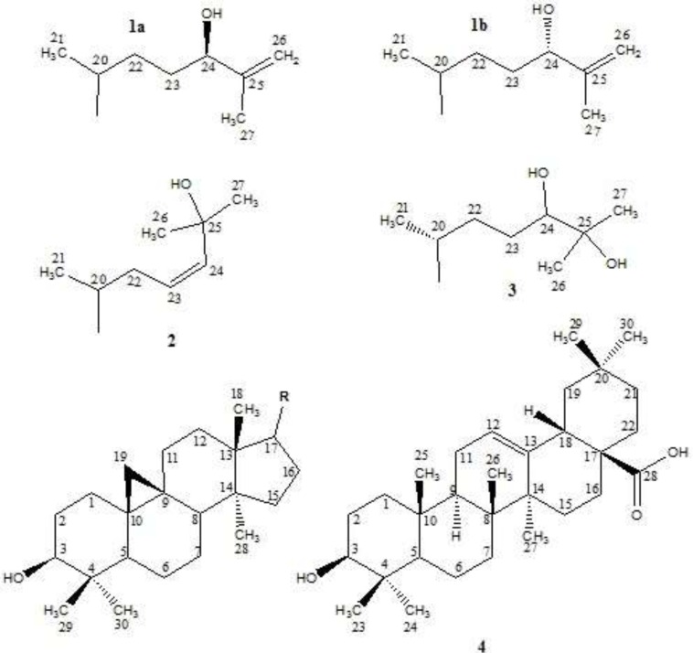 Isolated triterpenes from E. erythradenia. (24R)-Cycloart-25-ene-3β,24-diol (1a); (24S)-Cycloart-25-ene-3β,24-diol(1b); Cycloart-23-ene-3β,25-diol(2); Cycloart-3β,24,25-triol(3); Oleanolic acid (4).