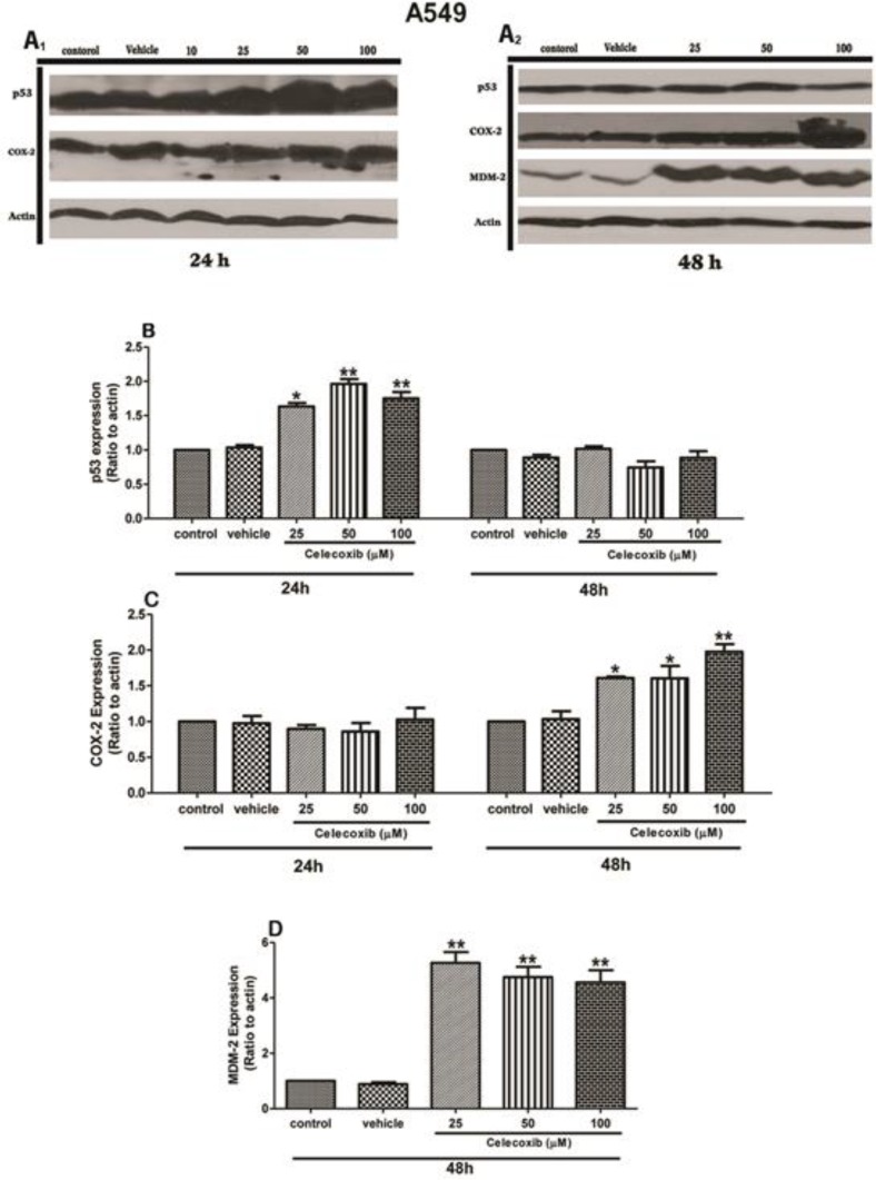 The effect of Celecoxib on p53 (B), COX-2 (C), and MDM2 (D) expression in wild-type A549 cells. Cells were treated for 24 and 48 h and harvested within the indicated time points. The protein expression profile was analyzed by western blotting. ß-actin was used as internal control. The protein expression was calculated as ratio to actin and presented as Mean±SE of three independent experiments (*p<0.05, **p<0.01, and ***p<0.001 compared to the corresponding control