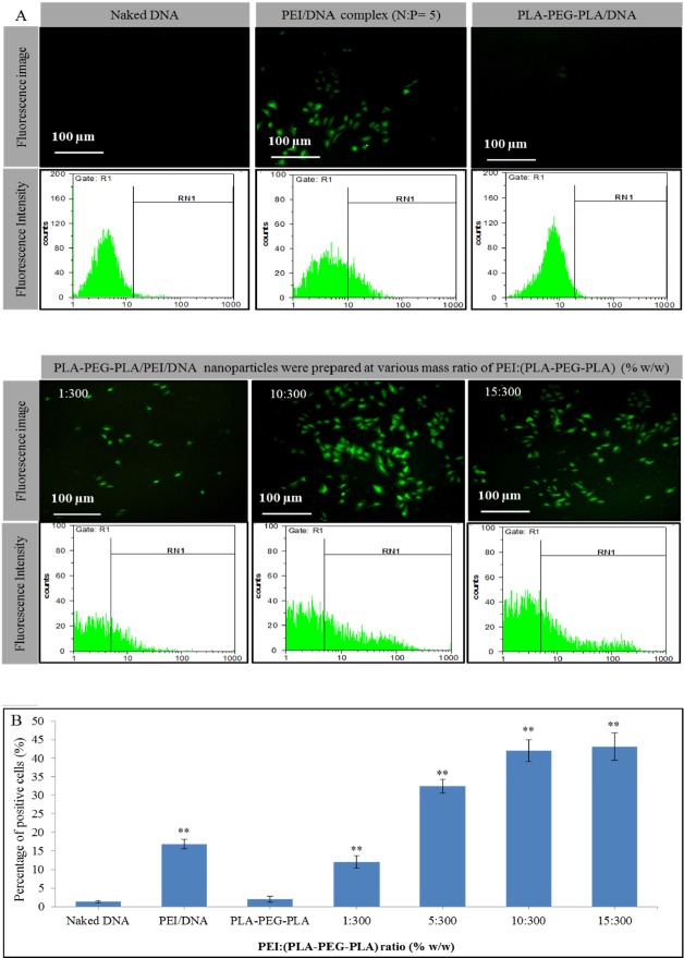 EGFP expression profile in MCF-7 cell line transfected by (A) naked DNA, PEI-DNA complex, PLA-PEG-PLA/DNA and PLA-PEG-PLA/PEI/DNA nanoparticles in the presence of 10% fetal bovine serum (DNA dose of 2 µg per well) (B) transfection efficiency in MCF-7 cells by PEI-DNA complex, PLA-PEG-PLA/DNA and PLA-PEG-PLA/PEI/DNA nanoparticles. (Error bars show ± SD, n = 3, **P < 0.01 compared with naked DNA)