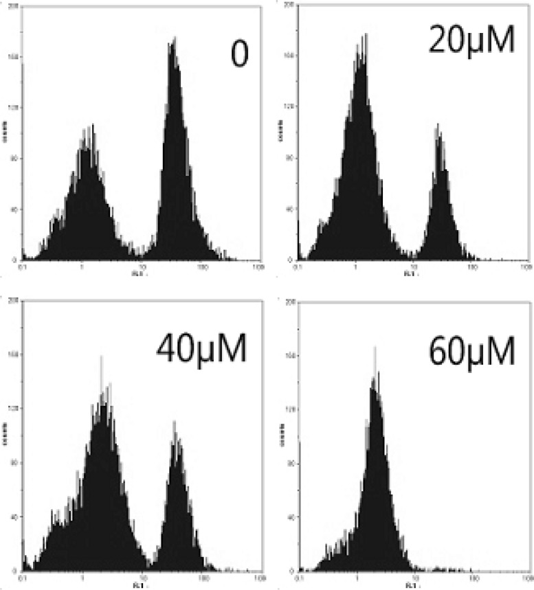 Effect of EN on mitochondrial membrane potential in MCF-7cells. MCF-7cells were treated with 0, 40 and 60 µM for 48 h, and then stained with Rhdioman 123. Changes of mitochondrial membrane potential were detected by flow cytometry.