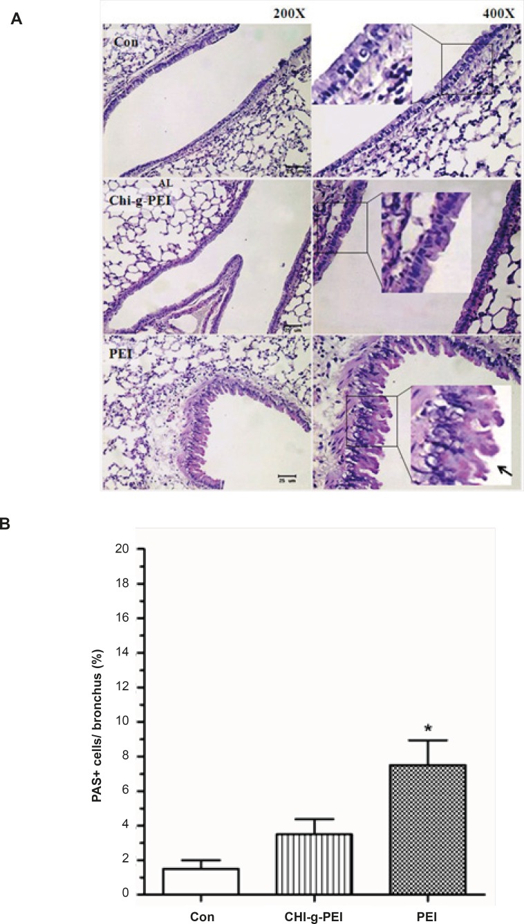 Mucin production of the lungs in mice after polymer exposure. (A) Periodic acid schiff (PAS) stained lung sections. Square box shows goblet cells. Arrow: mucin-producing (bright purple in the lumen). Scale bar = 25 μm. (B) Area of mucin staining percent of airway epithelium. n = 4, mean ± SE. Significant difference with control group, *p < 0.05.