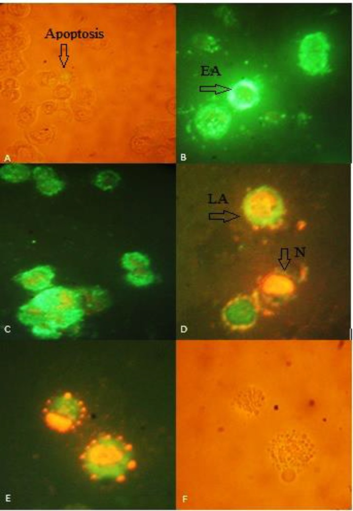 Annexin V-propidium iodide staining apoptosis test of HT-29 cells to detect apoptosis induced by different extract of 40 µg/mL of (A) negative control in light microscopic view (B) CM (C) CF (D) early apoptotic(EA), late apoptotic (LA) and necrosis (N) in CF (E,F) fluorescent view and light microscopic view of apoptotic bodies, respectively. Green annexin fluorescence marks cells with loss of membrane asymmetry as indicator of membrane damage. Necrotic cells show red PI staining of nuclei. Loss of integrity of nuclear envelope and formation of peripheral, sharply delineated masses of condensed chromatin or apoptotic bodies are visualized. Images were taken 400