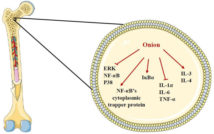 The effects of A. cepa (onion) and its constituents on bone cell. ERK: extracellular signal-regulated kinase IκBα: IkappaB-alpha, IL-1𝛼: interleukin-1𝛼, IL-3: interleukin-3, IL-4: interleukin-4, IL-6: interleukin-6, NF-𝜅B: nuclear factor kappa-light-chain-enhancer of activated B cells, TNF-𝛼: tumor necrosis factor-alpha