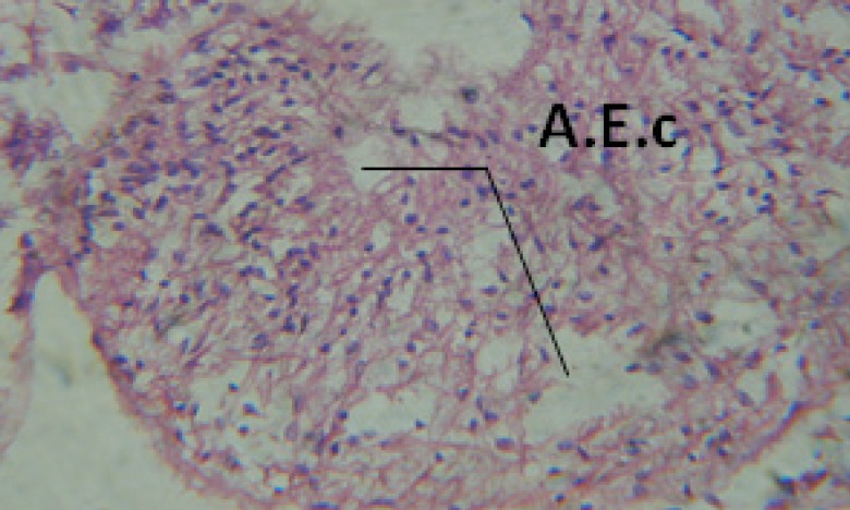 T.S. in treated B. alexandrina with 40 ppm bark extract showing digestive epithelia. A.E.c: evacuated epithelial cells X = 200