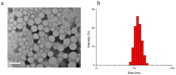 Characterization of Cetuximab-Pt-INPs. (a) Typical TEM image of Cetuximab-Pt-INPs. Scale bars represent 100 nm. (b) Size distribution of Cetuximab-Pt-INPs measured by DLS