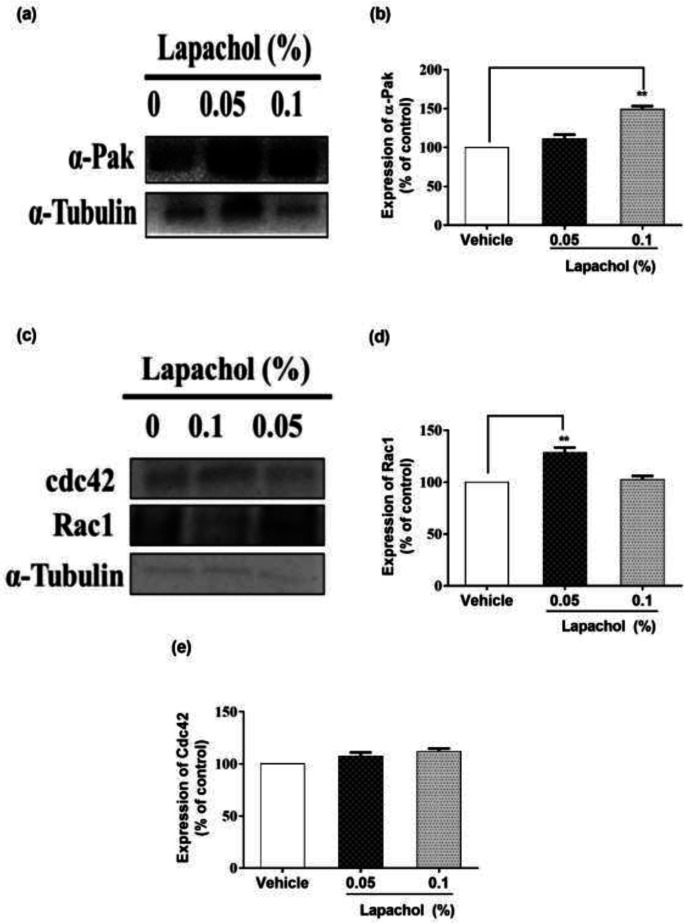 Effect of lapachol on Migration-related proteins. Five mice from each group were selected and sacrificed. Skin samples collected were subject to western blot analysis next day following the sacrifice. (a) Western blot image showing expression of α-pak in the skin of mice from lapachol and vehicle-treated groups. (b) Graphical representation of the expression pattern of α-PAK. (c) Western blot image showing expression of Rac1 and Cdc42 in the skin of mice from lapachol and vehicle-treated groups. (d) Graphical representation of expression pattern of RAC1 (e) Graphical representation of CDC42