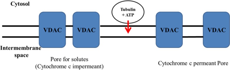 Proposed mechanisms for the selective colchicine derivatives induced mitochondrial targeting in ALL B-lymphocytes
