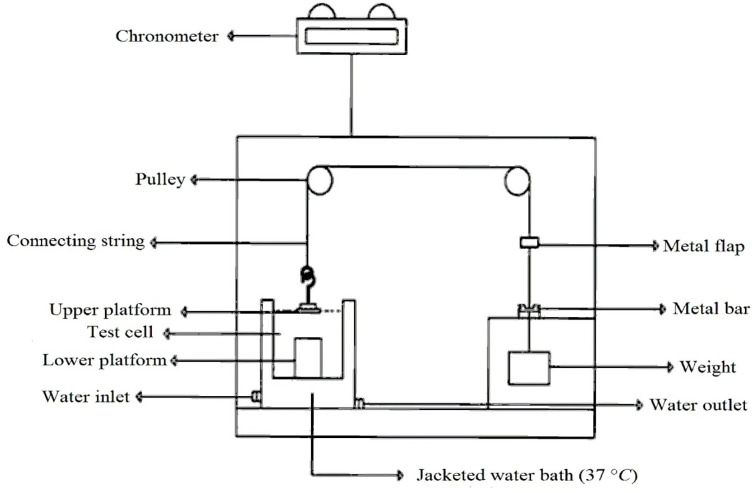 Schematic drawing of one compartment of the apparatus used for assessing the duration of mucoadhesion