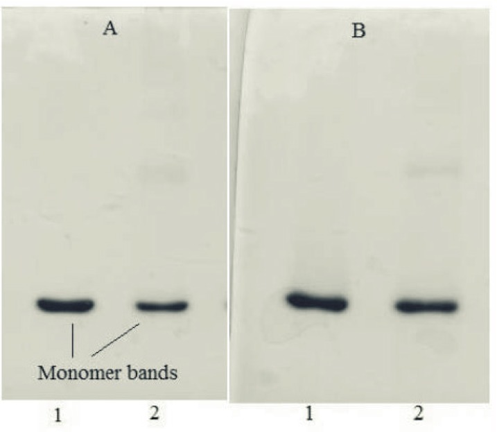 SDS–PAGE results of 1) non-incubated rhIFNα2b, and 2) incubated rhIFNα2b at 50 °C for 240 h, under non-reducing (A) and reducing (B) conditions