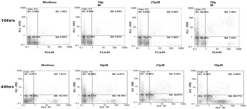 Annexin V-FITC/PI double staining flowcyotmetry analysis of apoptosis induction in Jurkat T-CLL cells by umbelliprenin (10, 25, 50 µM) after 16 and 48 h incubation. Numbers in each quadrant indicate the percentage of cells labeled with annexin V–FITC (top left), PI (bottom right), annexin V–FITC and PI (top right), or unlabeled (bottom left).