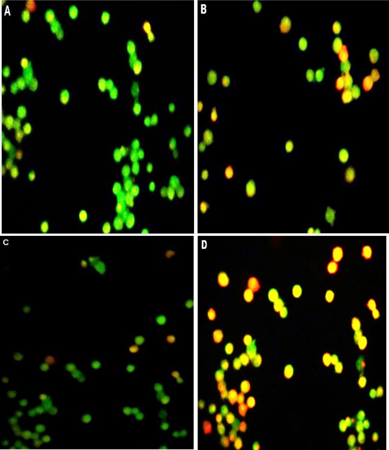 Image of AO/PI double-stained A2780 cells. (A) Control group was seen uniformly green. (B) Cell exposer to Ag-NPs, Early apoptosis features were observed orange (green) amongst the fragmented DNA. (C) Cells treated with cisplatine red cell were necrotic cells. (D) Cells treated with both Ag-NPs-C and cisplatin