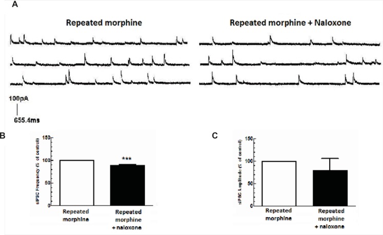 Repeated morphine administration facilitated GABA release in MCNs of SON. The brain slices were obtained from rats treated with repeated doses of morphine. (A) The representative traces show the frequency of sIPSCs before and after naloxone application. (B, C) Average changes in mean sIPSC frequency and amplitude after bath application of naloxone (50 μM) to brain slices of rats treated with repeated morphine administration (n=6). Naloxone significantly changed sIPSC frequency (B), but not sIPSCs aplitude (C) compared to “repeated morphine” group. Each bar represents mean ± SEM.