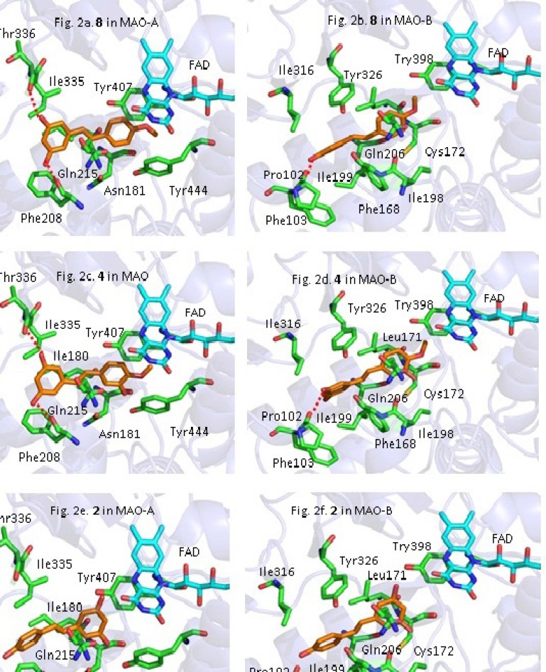 The predicted binding mode of compounds 2, 4, 8 to MAO-A and MAO-B. The MAO-A and MAO-B was shown as ribbon model. The side chains of the active site residues (green or blue sticks) and compounds 2, 4, 8 (magenta sticks) were represented as stick model