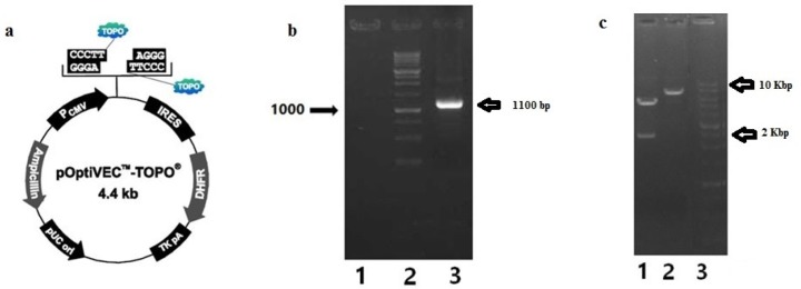 Amplification of IRES-DHFR gene from pOptiVEC™-TOPO® plasmid and cloning in to pcDNA 3.1(+); a) annotated presentation of pOptiVEC™-TOPO® plasmid; b) Gel electrophoresis on agarose 1% of amplified IRES-DHFR gene, lane 1: blank, lane 2: 1Kb DNA ladder (Fermentas), lane3: amplified IRES-DHFR gene (1100 bp); c) Gel electrophoresis on agarose 1% of digested pcDNA3.1 (+)-IRES-DHFR with XhoI and HindIII restriction enzymes, separately; Lane 1: pcDNA3.1 (+)-IRES-DHFR digested with XhoI (5652 bp and 2389 bp), Lane 2: Digested pcDNA3.1 (+)-IRES-DHFR with HindIII (~8000 bp), lane 3: 1Kb DNA ladder (Fermentas)