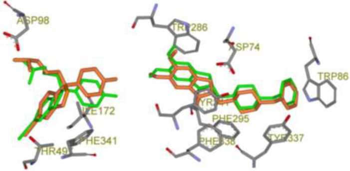 Schematic 3D representation of AutoDock4.2 validation results with key interactive residues of the target, Green stick: Crystallographic pose and Orange stick: Docked pose; Left: Citalopram-AChE complex (PDB code: 5I73, RMSD: 0.82 Å) and Right: Donepezil-SERT complex (PDB code: 4EY7, RMSD: 0.46 Å).