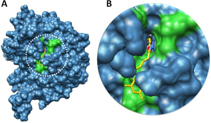 Docking complex 7e against urease. (A) The urease structure is highlighted in surface format having blue color while the binding pocket is justified in green color in surface format. (B) The closer view of binding pocket which shows the ligand (yellow color) structure and its conformation inside the binding pocket