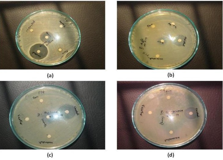 Antibacterial activity of P. betle formed Ag-NPs on (a) S. aureus ATCC 25923 (b) E. coli ATCC 25922 (c) S. typhi ATCC 14028 (d) P. aeruginosa ATCC 27853