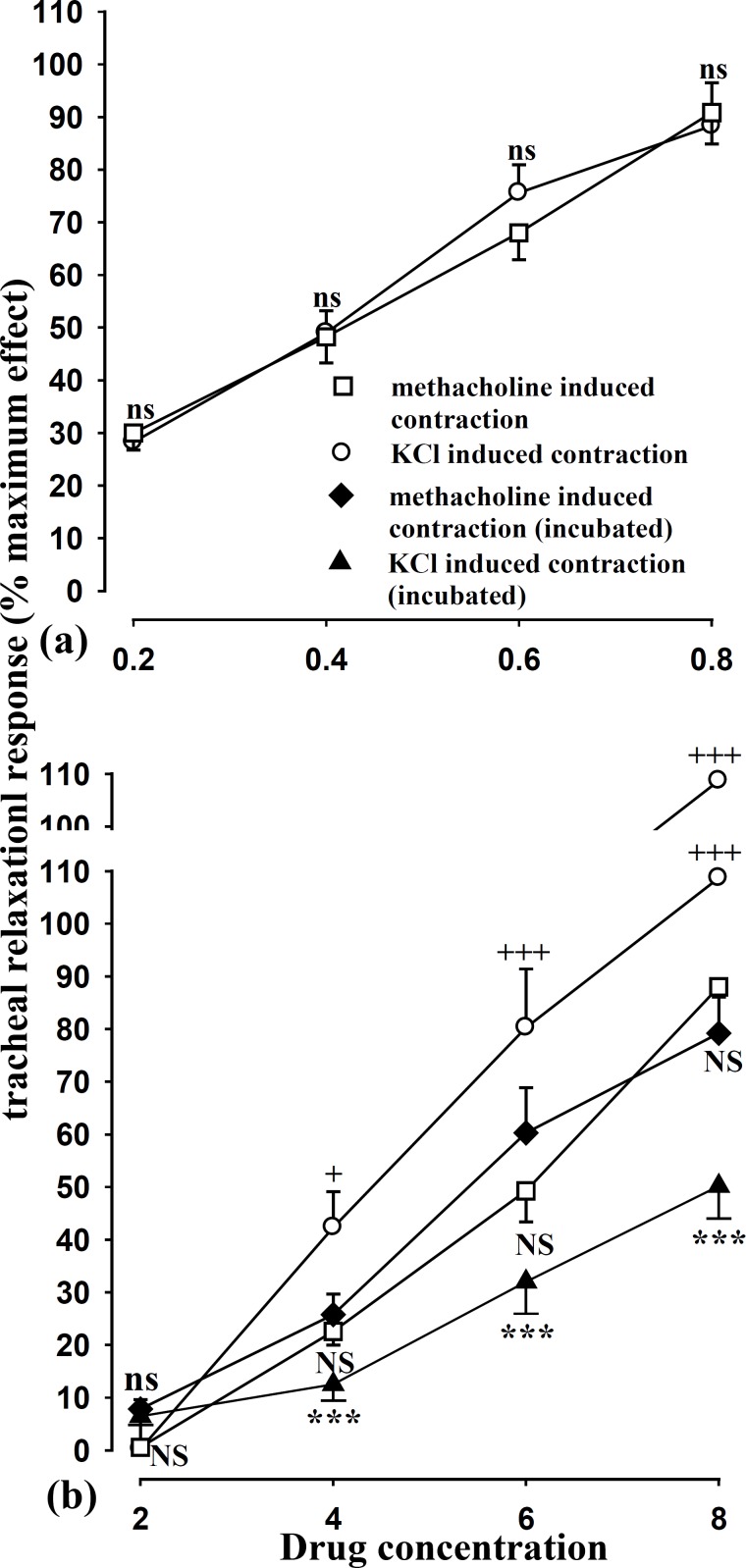 Concentration response curves of the relaxant effect of theophylline (a) and the extract of Achillea millefollium (b) in four groups of experiments. group 1; KCl induced contraction of tracheal chains (ο, n = 7), group 2; methacholine induced contraction of tracheal chains (■, n = 9), group 3; KCl induced contraction of incubated tracheal chains with atropine, propranolol and chlorpheniramine (▲, n = 7) and group 4; methacholine induced contraction of incubated tracheal chains with propranolol and chlorpheniramine (♦, n = 8). Statistical differences in the relaxant effect of different concentrations of each solution between group 1 and 2; ns: non-significant difference, +; p < 0.05, +++; p<0.001. Statistical differences in the relaxant effect of different concentrations of the extract between group 1 and 3; ns, non significant difference, ***; p < 0.001. Statistical differences in the relaxant effect of different concentrations of the extract between group 2 with those of group 4; NS, non significant difference. The concentration unit for the extract was mg/mL and for theophylline, mM.