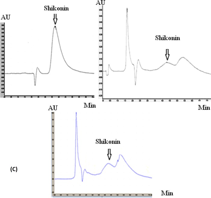(A) Chromatogram of HPLC analysis belong to shikonin standard in 20 µg.mL-1, (B) extract of natural root bark and (C) callus towards its medium containing 0.2 mg.L-1 IAA in 5 replicates