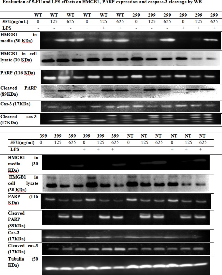 Western blot analysis of HMGB1, PARP expression and caspase-3 cleavage in transfected HCT116 cells with Wild-type (WT), D299G and T399I mutants TLR4 were treated with different concentrations of 5-FU for 48 h in the presence or absence of 1 μg/mL LPS for 24 h.