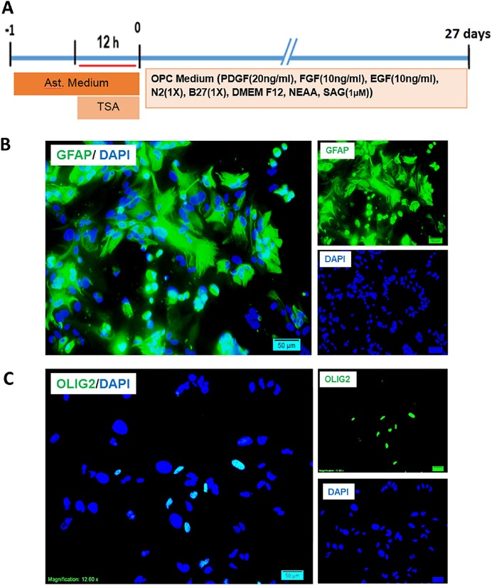 Interventions performed on mouse astrocytes for production of induced oligodendrocyte progenitors and characterization of starting cells. A) The timeline of treatment and induction of primary cultures of muse astrocytes and the content of induction medium. B) Expression of GFAP as an astrocyte marker by the cultured astrocytes and the low percentage of expression of Olig2 as an oligodendrocyte lineage marker. Scale bar: 20 μm