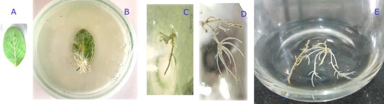 Stages of hairy roots inoculation in C.roseus leaf and growth of these roots in MS culture medium A: Plant young leaf, B: Hairy root inoculation in leaf (one month after inoculation), C, D and E: Growing hairy roots in ½MS medium liquid (six, seven and eight weeks, respectively, after inoculation