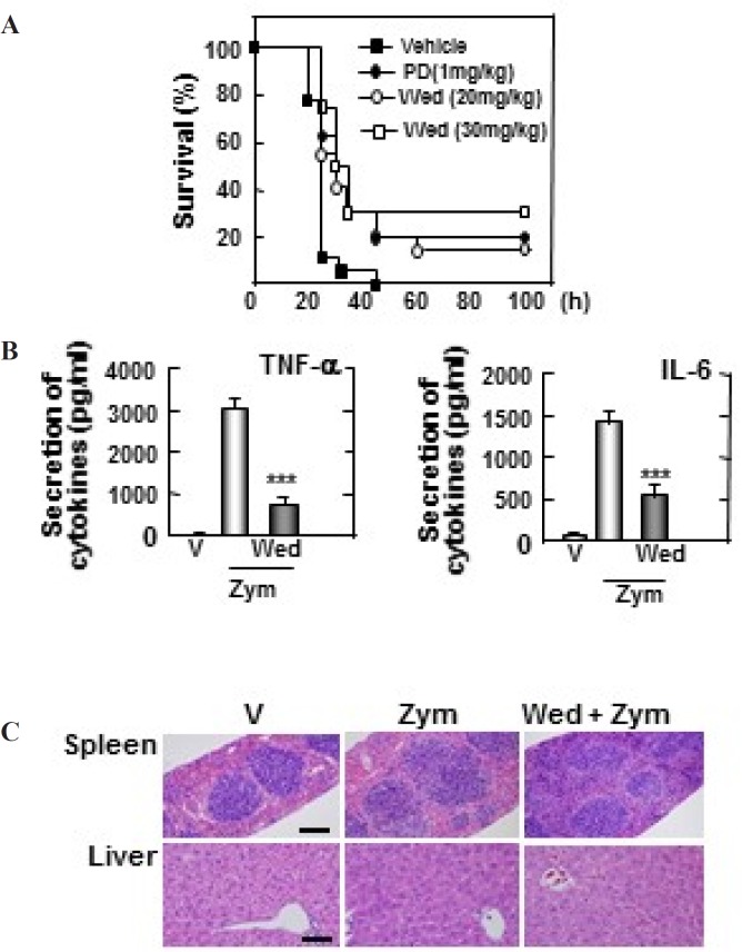 Wedelolactone protects mice against the zymosan-induced inflammatory responses. (A) Wild-type (WT) mice (n = 25 per group) were given wedelolactone (20 mg/kg) or (30 mg/kg) or vehicle or prednisone (1 mg/kg) orally for 24 h before intraperitoneal injection by zymosan (2 mg/kg). Viability was assessed every 5 h for the first 40 h and every 10 h thereafter. Wed, wedelolactone, PD, prednisone. (B) Serum levels of TNF-α, IL-6 were measured in mice that had or had not been given wedelolactone (30 mg/kg) or vehicle by using ELISA at 18 h after zymosan (2 mg/kg) injection. V, vehicle; Zym, zymosan,; Wed, wedelolactone. The data are expressed the mean ± SD of three experiments. Statistical differences (***P < 0.001) compared to the mice were not given wedelolactone are indicated. (C) Sections of spleen and liver from mice were injected with zymosan (2mg/kg) for 24 h after giving administration of wedelolactone (30 mg/kg) or vehicle. H&E staining was performed (scale bars: upper, 100 µm). V, vehicle; Zym, zymosan; Wed, wedelolactone. The images are representative of sections from five mice per group