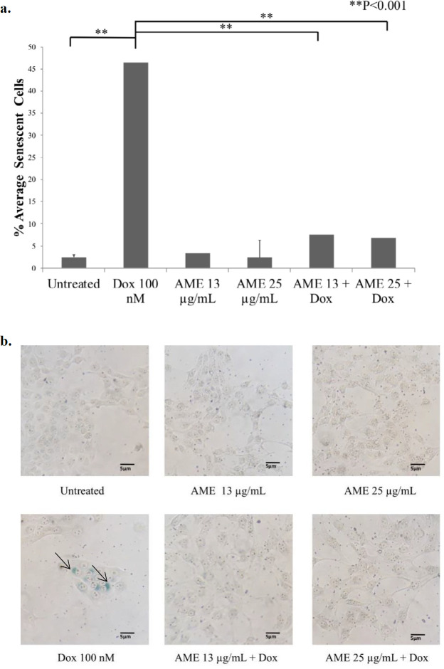 Effects of AME on 4T1 cells in-vitro. (a) 4T1 cells (5 × 105 cells/mL) were treated with Annona muricata (12.5 μg/mL and 25 μg/mL) alone and in combination with dox (100 nM) for 1, 2, and 3 days and subjected to β-galactosidase staining. As a positive control, cells were treated with dox (100 nM) for 3 days. The percentages of senescent cells (β-galactosidase-positive cells) were calculated (n = 3). (b) The senescence induced cells’ appearance after being treated with AME and dox under an inverted microscope with a 100× magnification