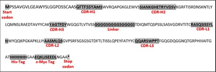 Deduced amino acid sequence (including depiction of CDRs, His-tag and c-Myc tag sections) of scFv with binding specificity to TNF-α isolated from the Tomlinson I library