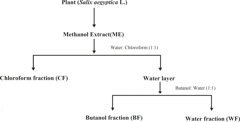 Preparation flowchart of methanolic extract (ME) of S. aegyptiaca and its fractions